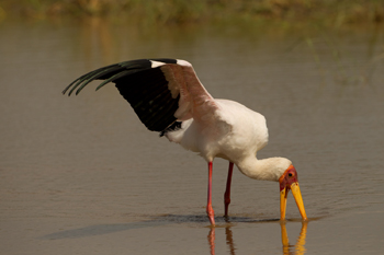 stork